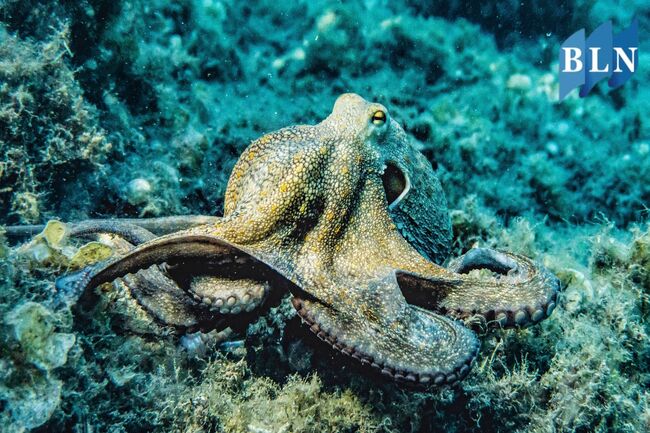 Cephalopods : Highly Intelligent Ocean Dwelling Creatures